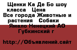 Щенки Ка Де Бо шоу класса › Цена ­ 60 000 - Все города Животные и растения » Собаки   . Ямало-Ненецкий АО,Губкинский г.